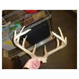 DEER ANTLERS