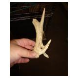 DEER ANTLER