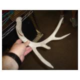 DEER ANTLER