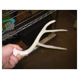 DEER ANTLER