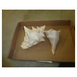 SEASHELLS