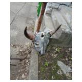 OLD STEER HEAD 23' ACROSS / BY OLD STEER HEAD 23' ACROSS / BY