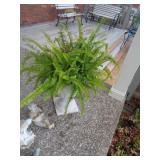POT WITH FERN POT WITH FERN