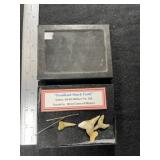 Fossilized Shark Teeth with Riker frame