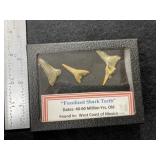 Fossilized Shark Teeth with Riker frame