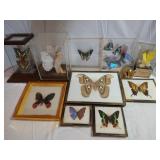 11 Butterfly & Moth Specimens framed or in cases