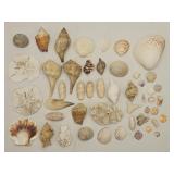 Seashell and Coral Collection