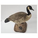 Tagged Taxidermy Canadian Goose Mount