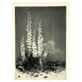 George Elbert Burr "Soapweed" Arizona Etching