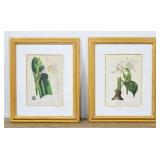 Pair Botanical Lithographs after L van Houtte