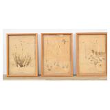 Adamski French Herbarium Specimens 1889-1934