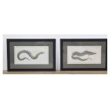 Marcus Elieser Bloch Pair of Fish Engravings