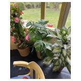 Fake Plants