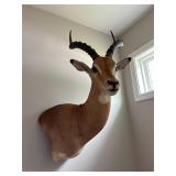 Impala Taxidermy