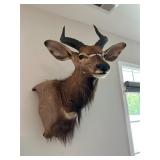 Nyala Taxidermy
