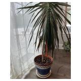 Large Plant in Planter