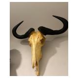Blue Wildebeest Skull