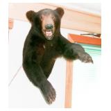 BLACK BEAR MOUNT