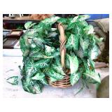 basket with plant