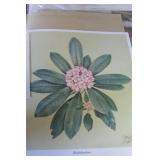Don Ensor Print "Rhododendron"  19" x 17.5" -
