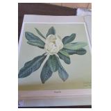 Don Ensor Print "Magnolia"  19" x 17.5" -
