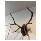 Large rustic elk antler taxidermy mount, 7 point