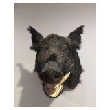 Wild boar head taxidermy mount, prominent tusks