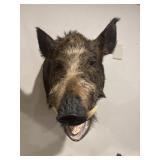 Wild boar head taxidermy mount, prominent tusks