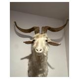 White Catalina or Feral goat, taxidermy wall