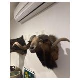 Corsican or Mouflon cross sheep with large