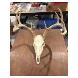 European style taxidermy Mount deer skull with
