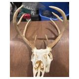 European style taxidermy mount deer skull with