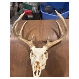 European style taxidermy Mount deer skull with