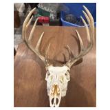 European style taxidermy Mount deer skull with