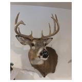 10 point white tail deer, taxidermy mount