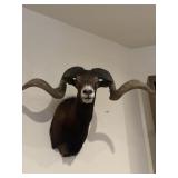 Corsican sheep or black Hawaiian ram, taxidermy
