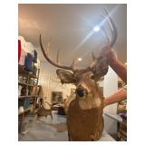 White tailed deer, buck, taxidermy mount, 8 point