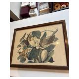 Black build cuckoo from Audubon collection 21 x