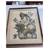 Carolina Pigeon from Audubon collection 17 x 20