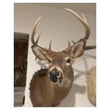 9 point, white tailed deer buck, taxidermy mount
