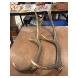 Large elk antlers, 8 points, knife handle