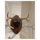 8 point mounted skull cap, white tail deer