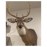 10 point white tailed deer taxidermy mount