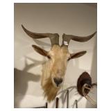 Blonde Catalina or Feral goat, taxidermy mount,
