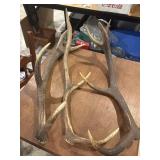 Large elk antlers, 3 antlers, 13 points all