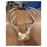 8 point antlers for a white tailed deer skull cap