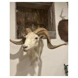 Texas dall sheep, white ram with large curved
