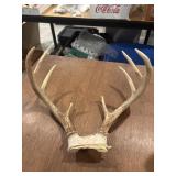 White tailed deer skull cap with antlers, 8 point