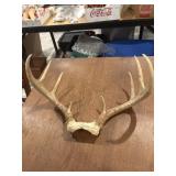 White tailed deer skull cap with antlers, 8 point