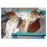 NS: FLY FISHING HACKLE TRAY #13